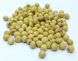 黃豆(非基因) Soybean